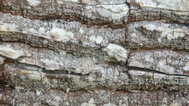 Tahta arka plan, doku ve kuru ahşap kestikten sonra arkaplan