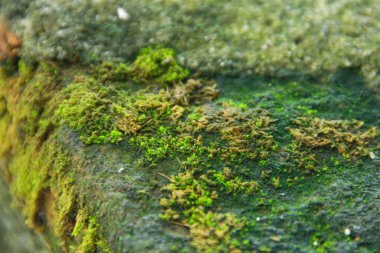 Kopyalama alanı olan yeşil yosun dokusu arkaplanı