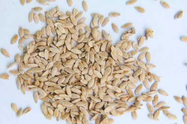 Suri salatalık tohumları ya da salatalık Mel L Var Reticulatus Naudin ekmeye hazır