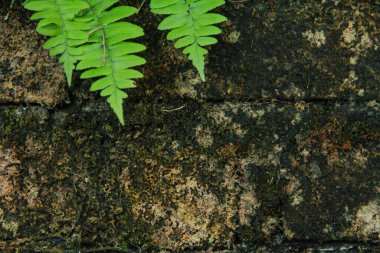 Eğreltiotları ya da yosun kaplı tuğla duvarlarda büyüyen polipodiyotlar.