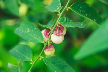 Katuk bitkisinin meyvesi veya Sauropus çift cinsiyetli veya vitamin ve besin içeriğinden dolayı çok yeşil