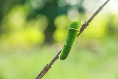 Küçük bir dal üzerinde yürüyen mormon kelebeği tırtılı.