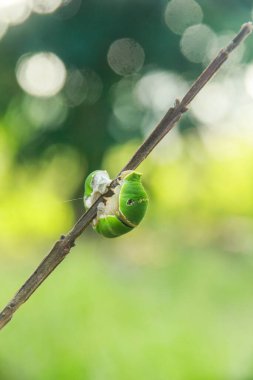 Caterpillar of common mormon butterfly walking on a small twig clipart