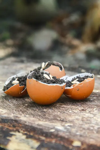 stock image Suri cucumber seeds or Cucumis Mel L Var Reticulatus Naudin which are sown on chicken egg shells