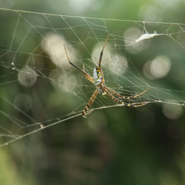 Argiope keyserlingi örümceği, Areneidae familyasına ait bir örümcek türü, pirinç bitkilerinde bulunan güzel renkli bir örümcek türü.