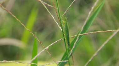 Atractomorpha crenulata veya tütün çekirgesi yeşil böcekler vücutlarına benzeyen birçok yeşil bitkide yaşarlar.