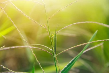 Atractomorpha crenulata veya tütün çekirgesi yeşil böcekler vücutlarına benzeyen birçok yeşil bitkide yaşarlar.