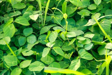 Centrosema virginianum yabani yetişen bir tırmanma bitkisidir.