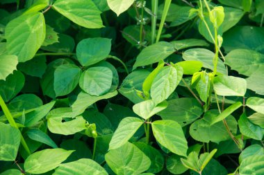 Centrosema virginianum yabani yetişen bir tırmanma bitkisidir.