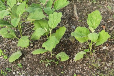 Küçük bir bahçede küçük patlıcan bitkileri