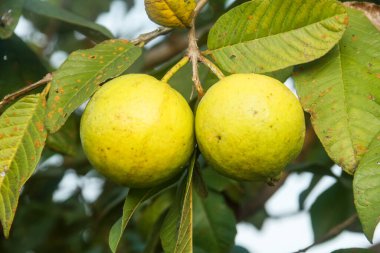 Taze guava meyvesi hala ağaçta asılı.