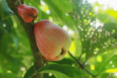 Kırmızı ve olgun Jamaika suyu guava yemeye hazır.