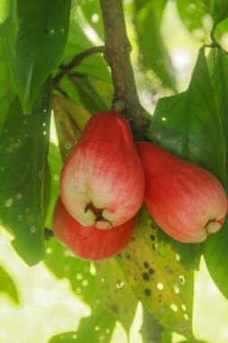 Kırmızı ve olgun Jamaika suyu guava yemeye hazır.