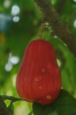 Kırmızı ve olgun Jamaika suyu guava yemeye hazır.