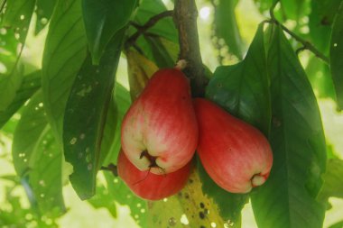 Kırmızı ve olgun Jamaika suyu guava yemeye hazır.