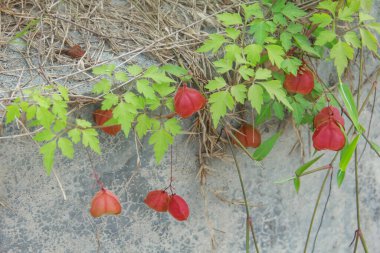 Balloon vines or Cardiospermum halicacabum are plants that grow wild in Indonesia clipart