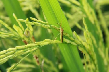 Leptocorisa Oratorius veya yapraklara çekirge sokması 