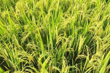 Oryza sativa ya da pirinç bitkisi, sararan ve hasat edilmeye hazır pirinç tarlaları.