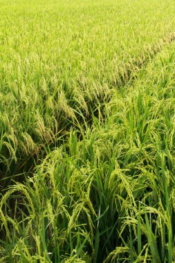 Oryza sativa ya da pirinç bitkisi, sararan ve hasat edilmeye hazır pirinç tarlaları.