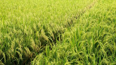 Oryza sativa ya da pirinç bitkisi, sararan ve hasat edilmeye hazır pirinç tarlaları.