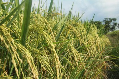 Oryza sativa ya da pirinç bitkisi, sararan ve hasat edilmeye hazır pirinç tarlaları.