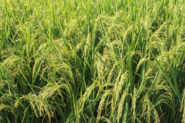 Oryza sativa ya da pirinç bitkisi, sararan ve hasat edilmeye hazır pirinç tarlaları.