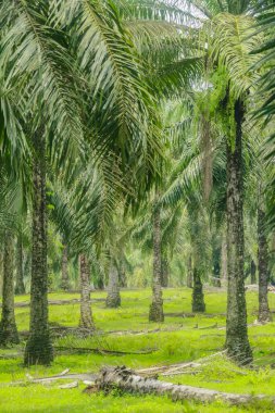 Petrol palmiyesi veya elaeis ginensis, yağ palmiyeleri, düzgün düzenlenmiş yağ palmiyeleri, bol bol yetişir ve Endonezya 'da büyük bir ticari ürün haline gelir.