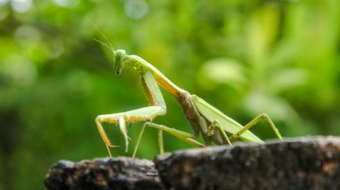 Mantid dini ya da peygamberdevesi, Mantodea takımına ait bir hayvan türüdür.