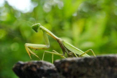 Mantid dini ya da peygamberdevesi, Mantodea takımına ait bir hayvan türüdür.