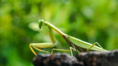 Mantid dini ya da peygamberdevesi, Mantodea takımına ait bir hayvan türüdür.