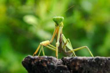 Mantid dini ya da peygamberdevesi, Mantodea takımına ait bir hayvan türüdür.