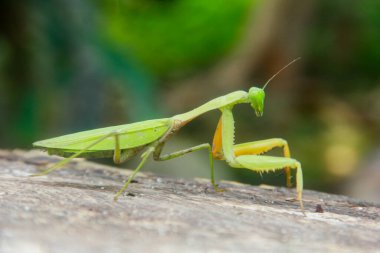 Mantid dini ya da peygamberdevesi, Mantodea takımına ait bir hayvan türüdür.