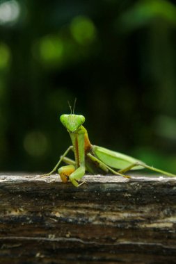 Mantid dini ya da peygamberdevesi, Mantodea takımına ait bir hayvan türüdür.