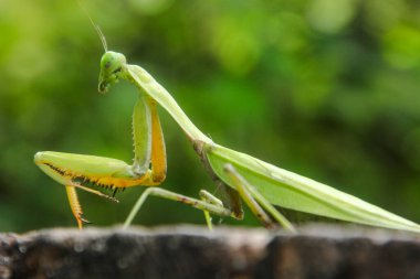 Mantid dini ya da peygamberdevesi, Mantodea takımına ait bir hayvan türüdür.