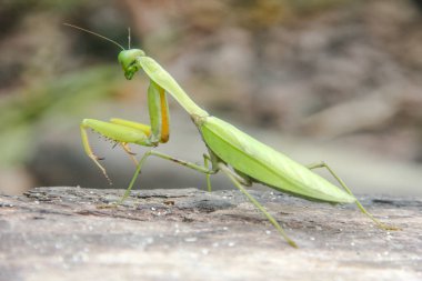 Mantid dini ya da peygamberdevesi, Mantodea takımına ait bir hayvan türüdür.