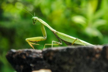 Mantid dini ya da peygamberdevesi, Mantodea takımına ait bir hayvan türüdür.