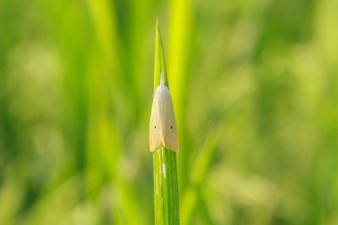 Scirpophaga incertulas or rice stalk borer, animal that belongs to the crambidae, animals become pests in rice plants clipart