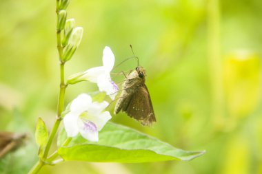 Skipper Butterlidae familyasından bir kelebek ya da öphyes vestris.