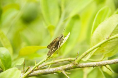 Skipper Butterlidae familyasından bir kelebek ya da öphyes vestris.