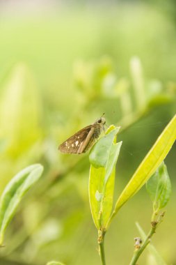 Skipper Butterlidae familyasından bir kelebek ya da öphyes vestris.
