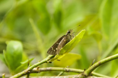 Skipper Butterlidae familyasından bir kelebek ya da öphyes vestris.