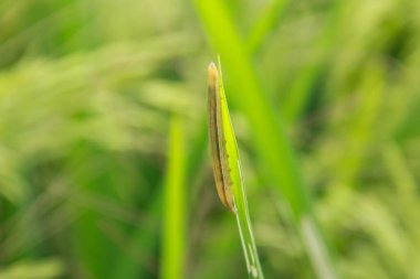 Spodoptera litura ya da sonbahar ordu solucanı Endonezya 'da 