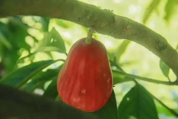 stock image Red and ripe Jamaican water guava is ready to eat