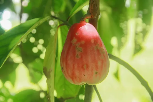 stock image Red and ripe Jamaican water guava is ready to eat