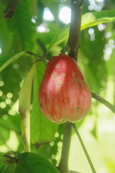 stock image Red and ripe Jamaican water guava is ready to eat