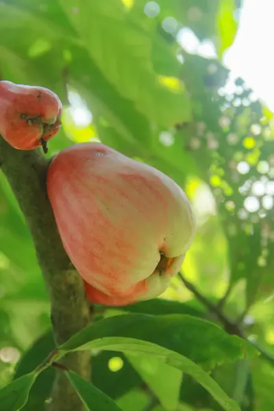 stock image Red and ripe Jamaican water guava is ready to eat