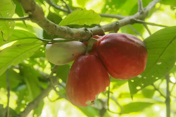 stock image Red and ripe Jamaican water guava is ready to eat