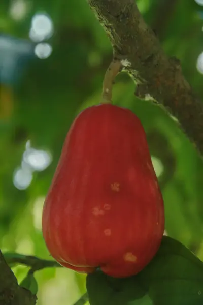 stock image Red and ripe Jamaican water guava is ready to eat