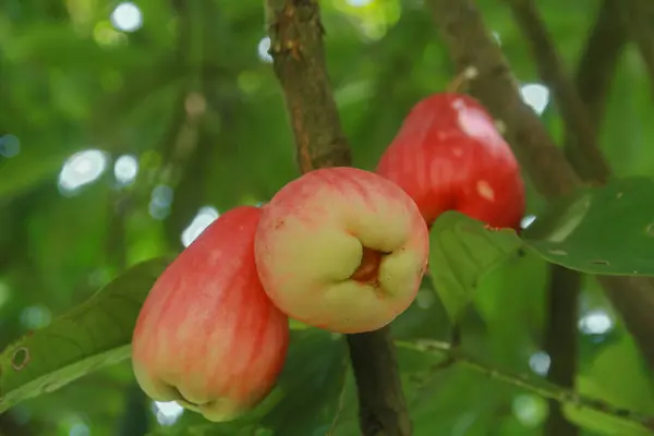 stock image Red and ripe Jamaican water guava is ready to eat