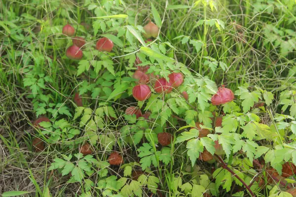 stock image Balloon vines or Cardiospermum halicacabum are plants that grow wild in Indonesia